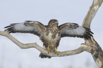 Common Buzzard (Buteo buteo), Mecklenburg-Western Pomerania, Germany