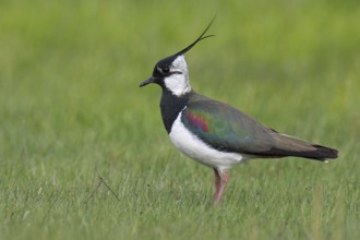 Northern Lapwing (Vanellus vanellus), Schleswig-Holstein, Germany