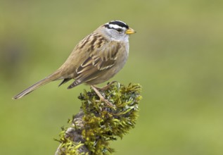 White-crowned Sparrow (Zonotrichia leucophrys), British Columbia, Canada