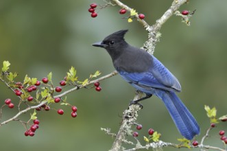 Steller's Jay (Cyanocitta stelleri), British Columbia, Canada