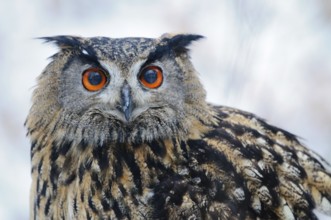 Eurasian Eagle-Owl (Bubo bubo), North Rhine-Westphalia, Germany