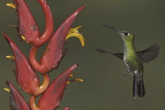 Green-crowned Brilliant (Heliodoxa jacula), Ecuador