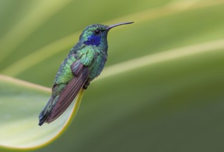 Green Violetear Hummingbird (Colibri thalassinus) - San Gerrardo de Dota, Costa Rica