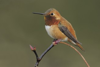 Rufous Hummingbird (Selasphorus rufus) male, British Columbia, Canada