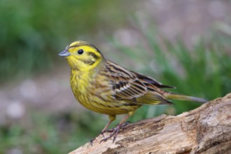Yellowhammer (Emberiza citrinella) male, North Rhine-Westphalia, Germany