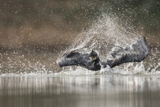 Great Cormorant (Phalacrocorax carbo) bathing, Baden-Wuerttemberg, Germany