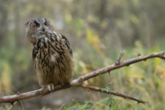 Europäischer Uhu, lat. Bubo bubo, auf bodennahem Ast sitzend und interessiert guckend