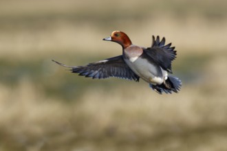Eurasian Wigeon (Mareca penelope) male flying, Netherlands