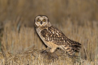Short-eared Owl (Asio flammeus) with prey, Lisbon, Portugal