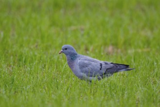 Stock Dove (Columba oenas), North Rhine-Westphalia, Germany
