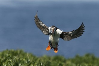 Atlantic Puffin (Fratercula arctica) incoming, carrying sandeels in bill, Farne Islands, United