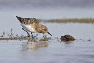 Sanderling (Calidris alba), Alberta, Canada