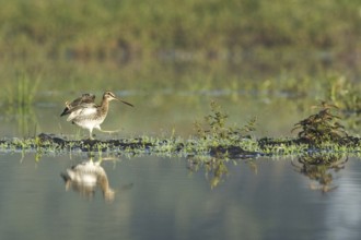 Common Snipe (Gallinago gallinago), Netherlands