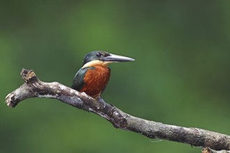 Green-and-rufous Kingfisher (Chloroceryle inda), Costa Rica