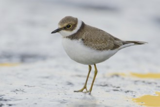 Little Ringed Plover (Charadrius dubius), Rhine Delta, Austria