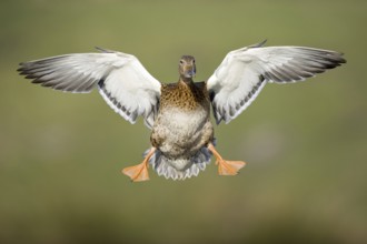 Mallard (Anas platyrhynchos) female flying, Lower Saxony, Germany