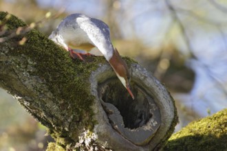 Common Merganser (Mergus merganser) female, Bavaria, Germany