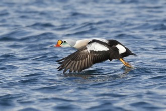 King Eider (Somateria spectabilis) maleflying, Varanger, Norway