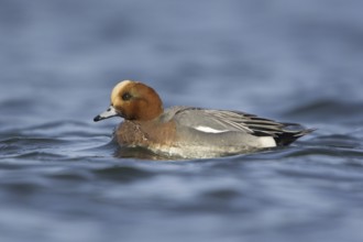Eurasian Wigeon (Mareca penelope) male, British Columbia, Canada