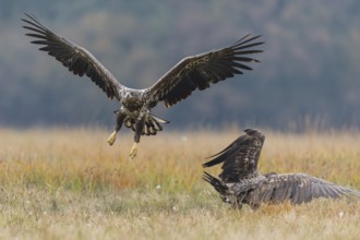 White-tailed Eagle (Haliaeetus albicilla), Kutno, Poland