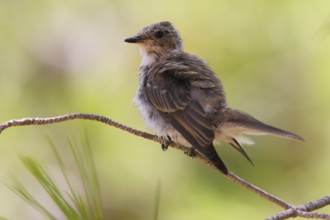 Spotted Flycatcher (Muscicapa striata) juvenile, Mallorca, Spain