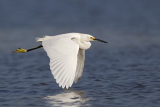 Snowy Egret (Egretta thula), Florida, USA