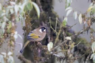 Black-crowned Laughing Thrush (Trochalopteron affine), Singalila National Park, Jamuna, Koshi