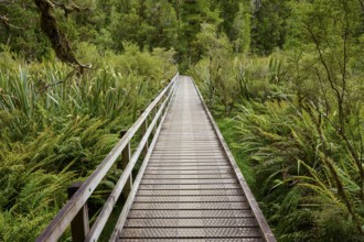 A long wooden bridge leads through a lush forest landscape with ferns, summer, Lake Matheson, Fox