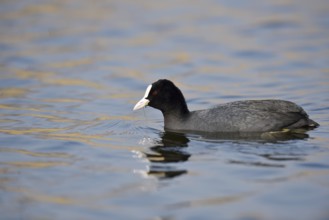 Eurasian Coot (Fulica atra) swimming, North Rhine-Westphalia, Germany