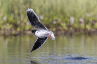 Foraging little gull (Hydrocoloeus minutus, Larus minutus) adult in summer plumage catching flying