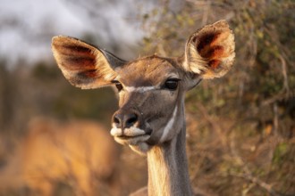 Cape Greater Kudu (Strepsiceros strepsiceros), portrait of a female Kudu, Kruger National Park,