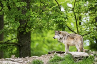 Eastern wolf (Canis lupus lycaon) standing on a little hill, Bavaria, Germany