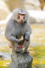 Hamadryas baboon (Papio hamadryas) male sitting, captive, Zoo Augsburg, Germany