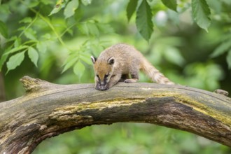 South American coati (Nasua nasua) youngster on an old tree trunk, captive, Zoo Augsburg