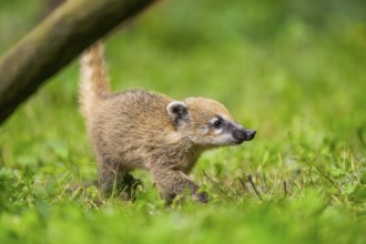 South American coati (Nasua nasua) youngster walking on the ground, captive, Zoo Augsburg