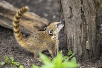 South American coati (Nasua nasua) youngster standing on the ground, captive, Zoo Augsburg