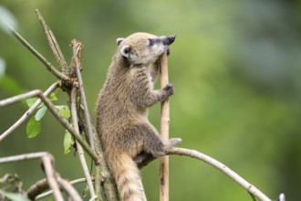 South American coati (Nasua nasua) youngster klimbing a little tree, captive, Zoo Augsburg