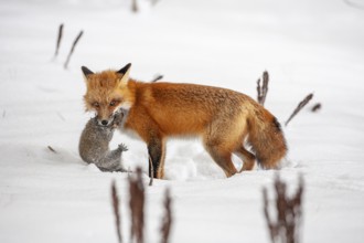 Red fox (vulpes vulpes), Fox hunting eastern gray squirrel (sciurus carolinensis) in winter.