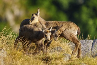 Three young chamois moving in a grassy, rocky environment surrounded by forest greenery, chamois,