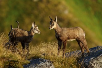 Two young chamois curiously exploring the rocky surroundings, chamois, chamois, (Rupicapra
