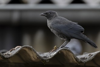 Jackdaw (Corvus monedula) sitting on a corrugated roof, village in Münsterland, North