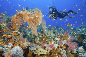 Diver looking at illuminated colourful intact lively colourful colourful tropical coral reef with