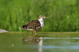 Bird standing calmly in the water against a green background, Ruff (Calidris pugnax), spring,