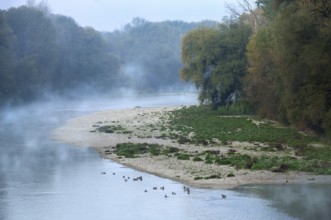 River Isar in the morning mist shortly in front of sunrise, ducks swimming in the water in front of
