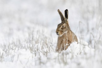 European hare (Lepus europaeus), hare sits in winter in a meadow in the snow, looks dreamy,