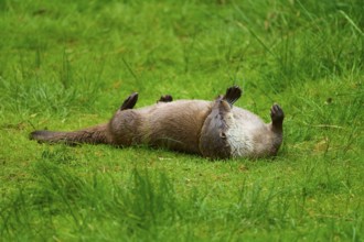 European otter (Lutra lutra), lying on its back in the grass in a natural environment and looking