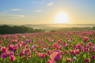 Opium poppy (Papaver somniferum), pink poppies at dawn with fresh blue sky, summer, Germerode, Geo