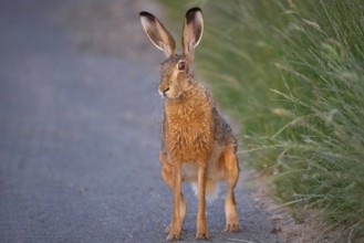 A hare sits on a dirt track at sunrise in the north-west of Frankfurt am Main, Frankfurt am Main,