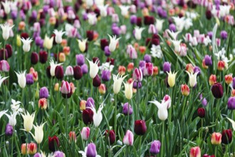 Different coloured tulips (Tulipa), colourful tulip bed, Keukenhof gardens, Lisse, Bollenstreek,