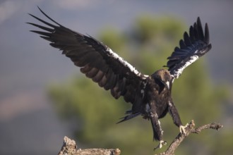 Iberian Eagle (Aquila adalberti), Spanish imperial eagle, Extremadura, Castilla La Mancha, Spain